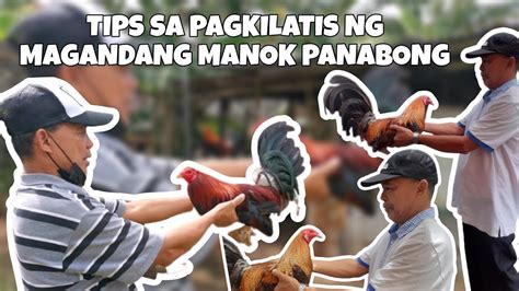 10 TIPS SA PAGPILI NG MANOK PANABONG NA MAGALING .